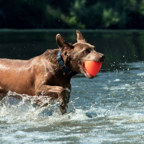 Ruff Dawg- Dawg X Dog Toy poudrefeed.com 3